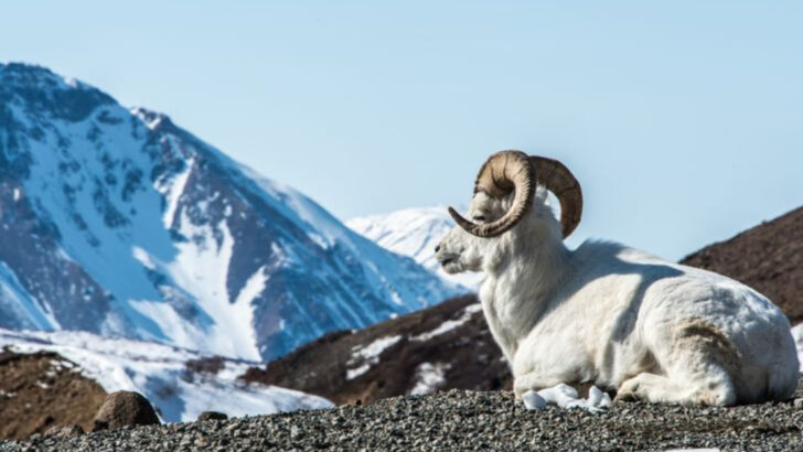 19 Amazing Wildlife Encounters You Can Have in Denali National Park