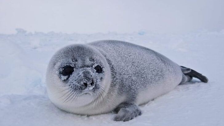 19 Aquatic Mammals That Are Masters of Camouflage