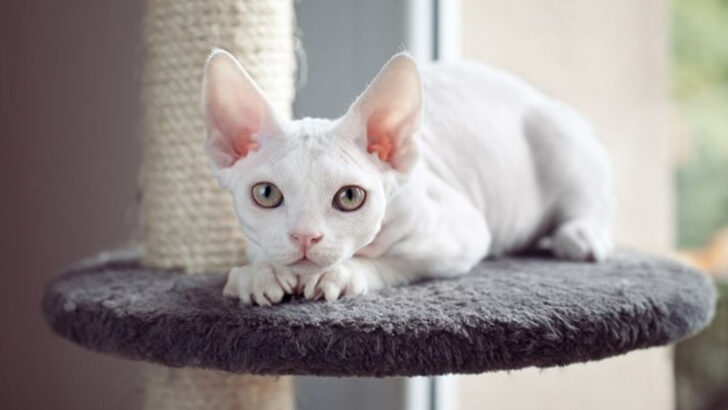 19 Cat Breeds That Actually Need More Attention Than Dogs (Despite Their Independent Reputation)