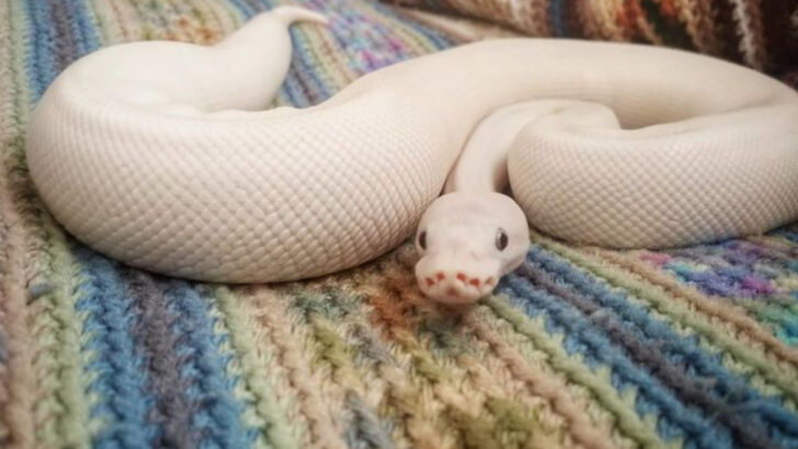 19 Exotic Pets That Are Legal in America But Probably Shouldn’t Be (According to Wildlife Experts)