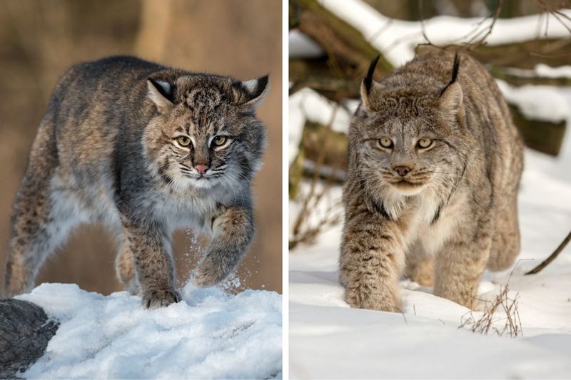 2. Ear Tufts