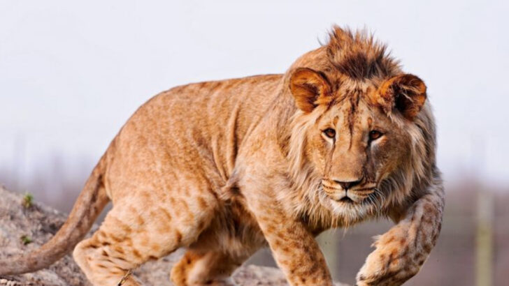 20 Animals That Didn’t Exist 100 Years Ago