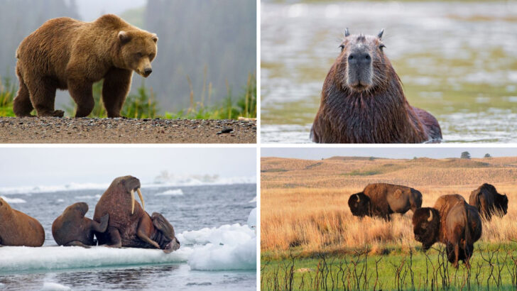 20 Brown Animals That Prove Earth Tones Are Nature’s Favorite