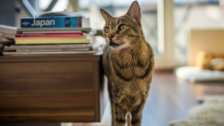 20 Cat Breeds Whose Hunting Instincts Make Apartment Living Tough