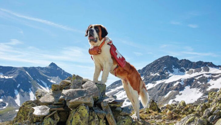 20 Dog Breeds Most Likely to Save Your Life in an Emergency