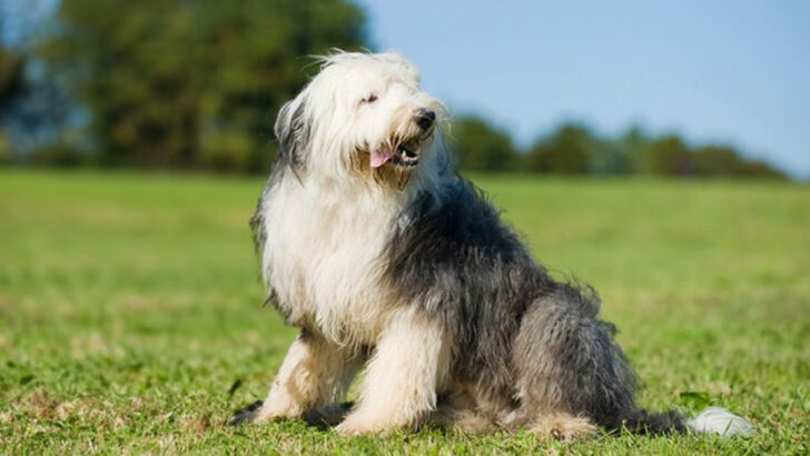 20 Dog Breeds That Are Adorable but Not Very Bright
