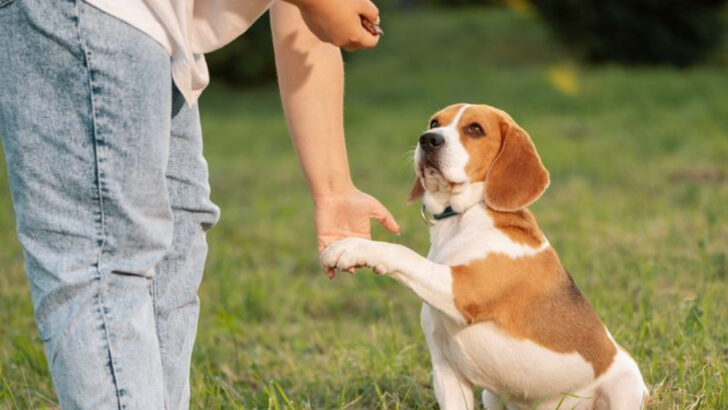20 Dog Breeds That Make the Best Human Partners