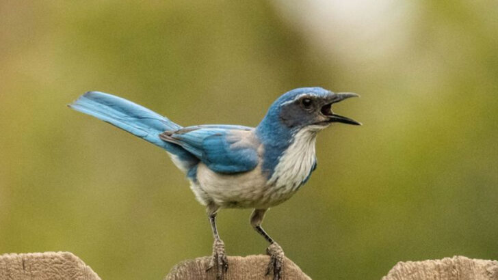 20 Most Popular Birds in California You’re Likely to Spot Year-Round