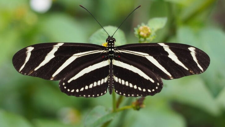 20 of the Most Beautiful Moths in the World