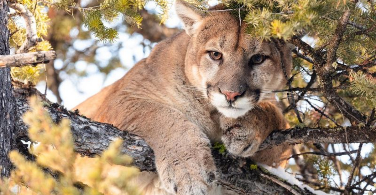 21 American Wildlife Encounters That Can Turn Dangerous Fast ...