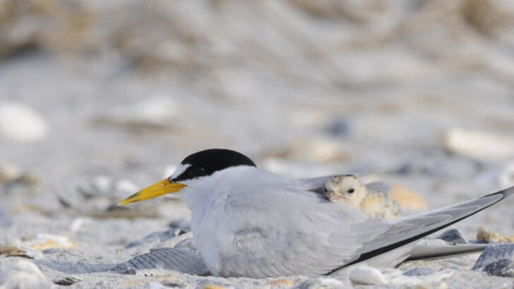 21 Birds You’ll See Along North Carolina’s Coastline and Beaches