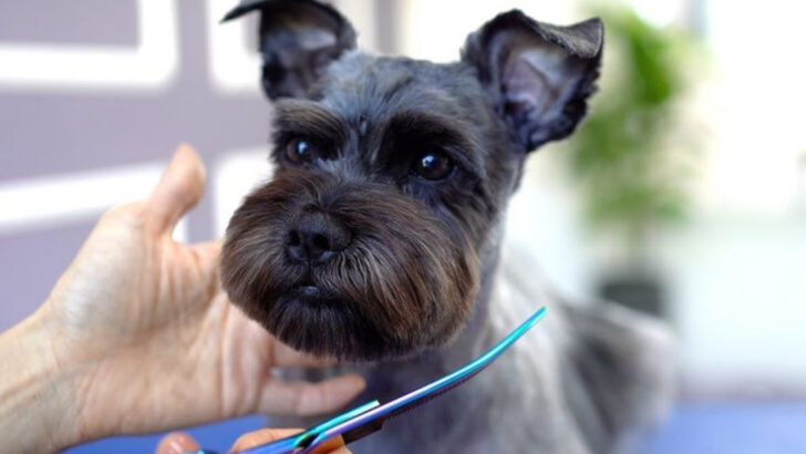 21 Breeds That Are a Dream for Dog Grooming Lovers