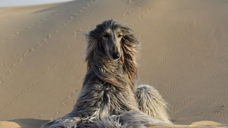21 Dog Breeds That Actually Perform Better Without Professional Training (And Why)