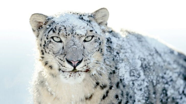 21 Key Species We Can’t Afford to Lose