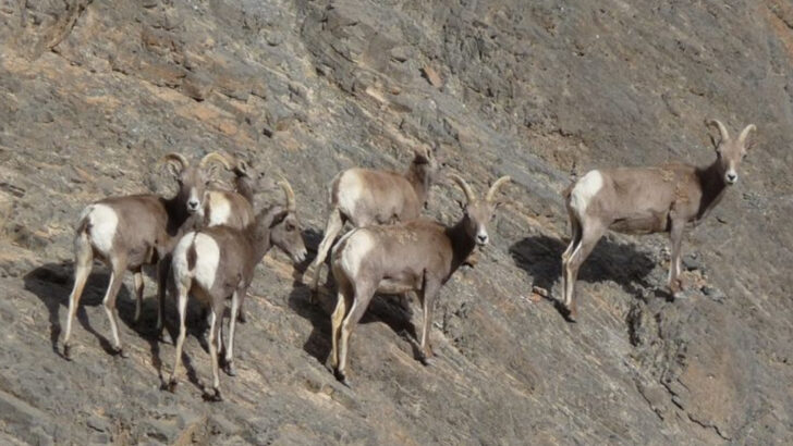21 Wild Animals You Might Spot in Death Valley National Park (If You Know Where to Look)
