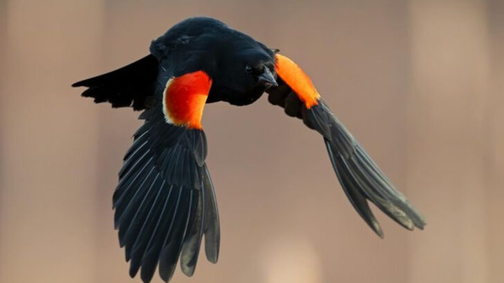 22 Birds That Make Acadia National Park a Hidden Gem for Birdwatchers