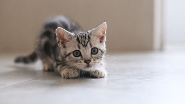 22 Cat Breeds That Are Always in High Demand for Adoption