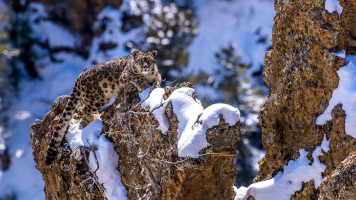 22 Countries with the Most Dangerous Wildlife