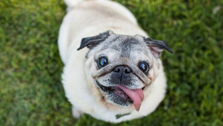 22 Dog Breeds That Act Like You’ve Been Missing for Years (Every Single Time)