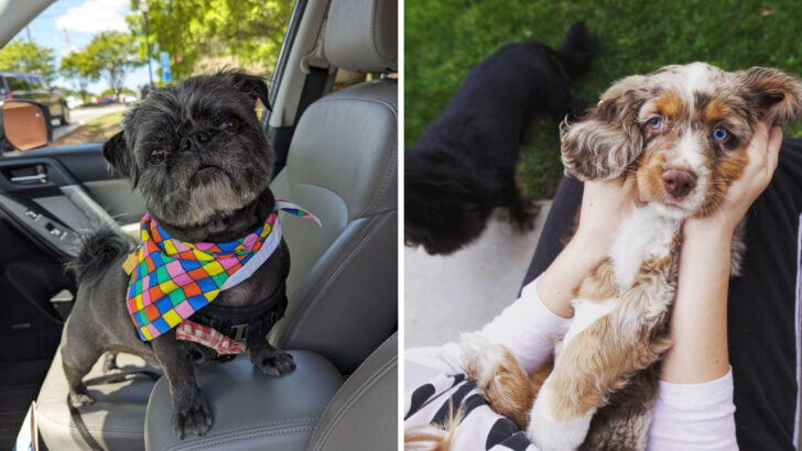 22 Mixed-Breed Dogs Who Love Their Humans The Most