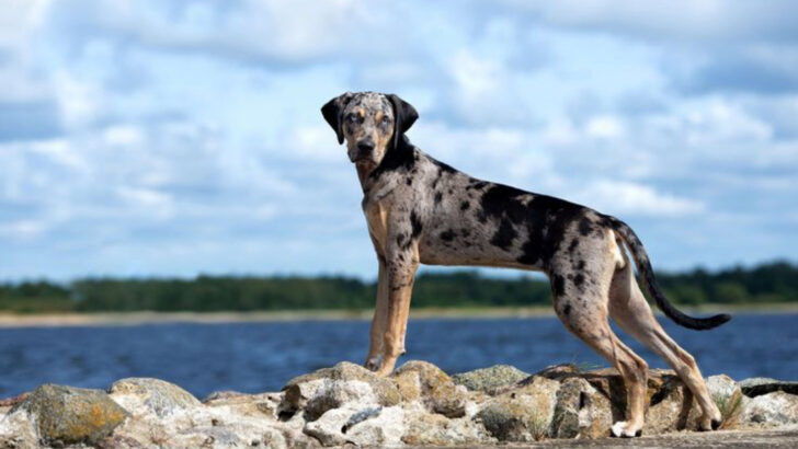 24 Most Unusual Dogs with the Rarest Genetics