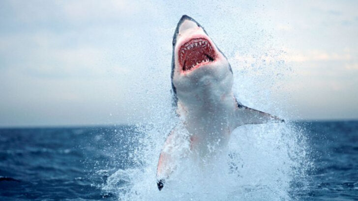 25 Unpredictable and Majestic Animals in Their Natural Habitats