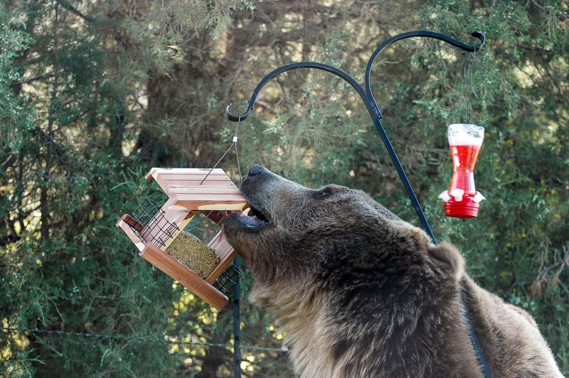 3. Broken Bird Feeders