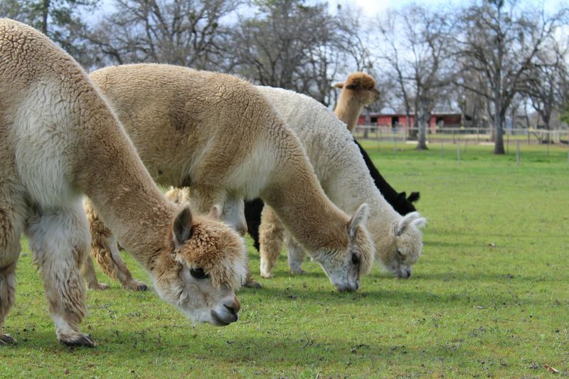 3. Excellent Lawn Mowers