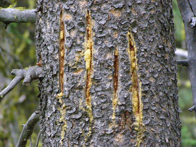 4. Claw Marks on Trees