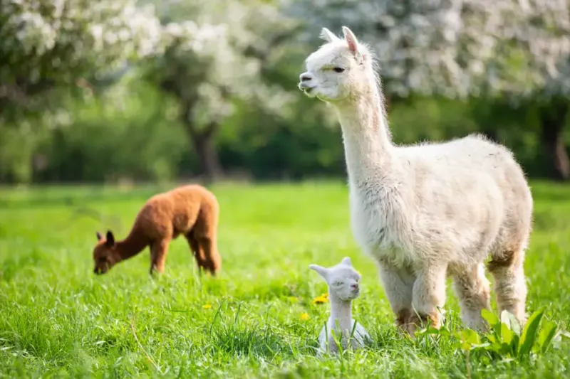 4. Eco-Friendly Companions