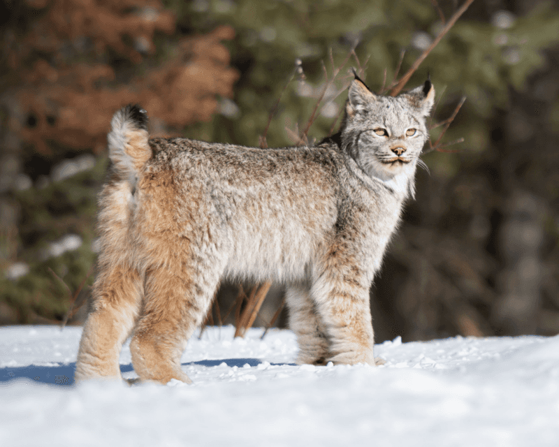 4. Habitat Preferences