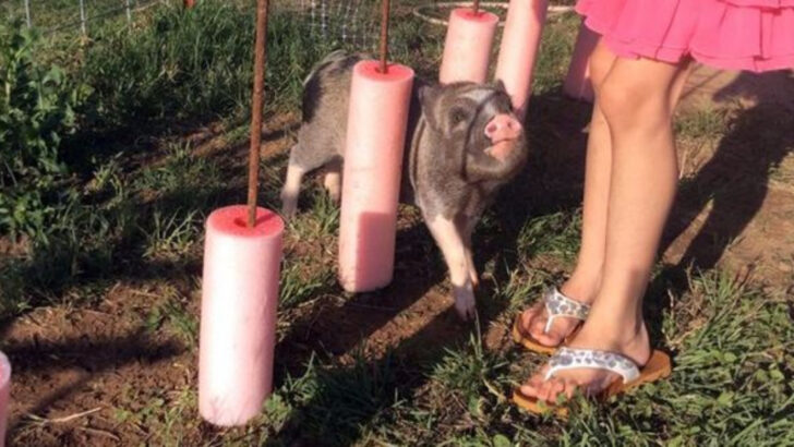 How Smart Are Pigs Really? 13 Things Science Just Confirmed