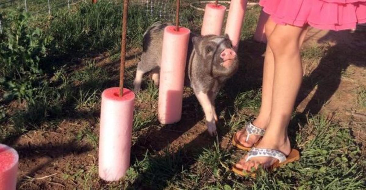 exploringanimals.com
