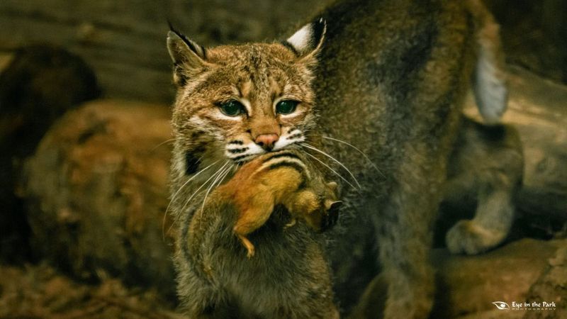 6. Hunting Techniques