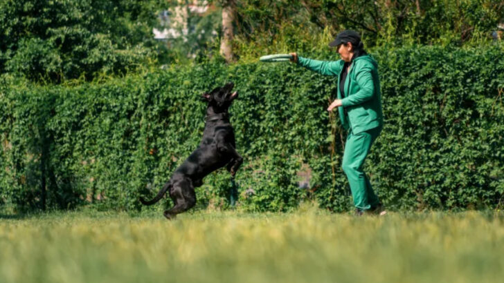 7 Dog Training Mistakes That Create Anxious Pets (And 7 Techniques That Build Confidence)