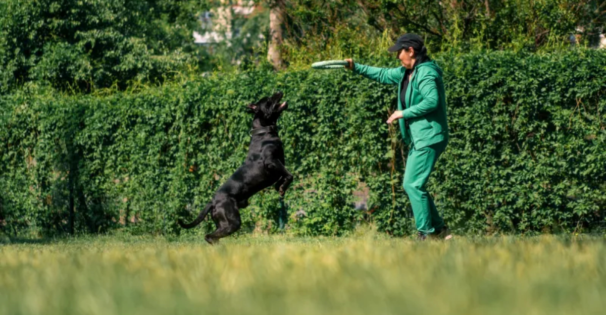 7 Dog Training Mistakes That Create Anxious Pets (And 7 Techniques That ...