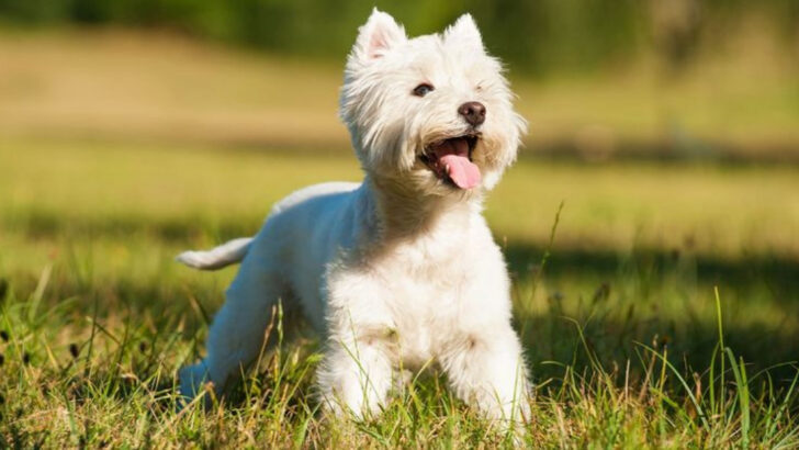 7 Large White Dogs with Majestic Looks (and 7 Small Ones That Look Like Snowballs)