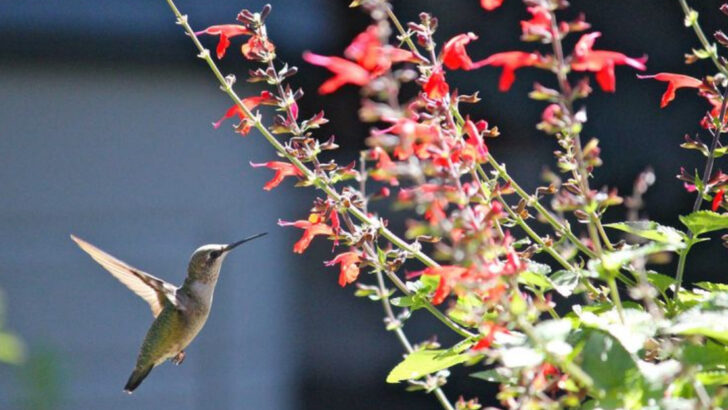 7 Mistakes When Attracting Hummingbirds (And 7 Tips to Create a Safe Haven)