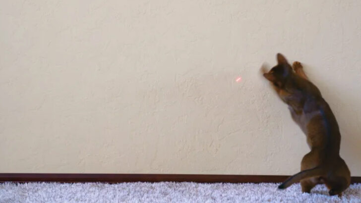 8 Cats That Can’t Say No to a Laser Pointer (And 8 That Are Far Too Sophisticated to Try)