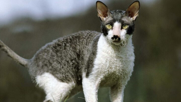 8 Cats With Unique Ears (And 8 With Truly Stunning Coats)
