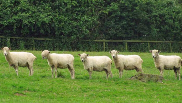 8 Farm Animals From the Past That Are Making a Comeback