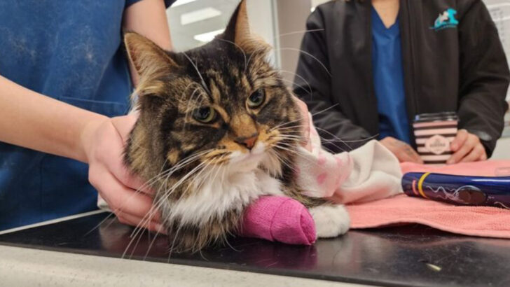 8 Health Problems Maine Coon Cats Often Develop (And 8 Prevention Strategies That Work)