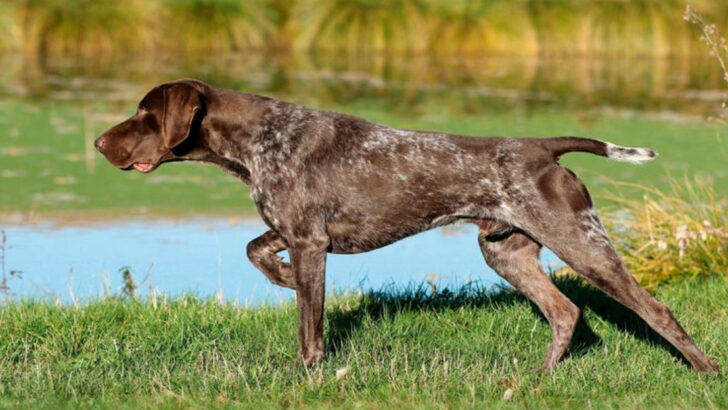 8 Legendary Hunting Dogs Still in Action vs 8 Modern Breeds That Disappointed