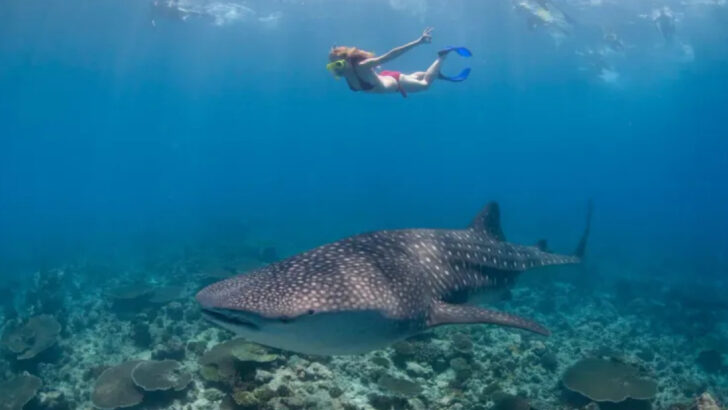8 Shark Species Most Likely to Attack Divers (And 8 Safest Diving Locations to See Them)