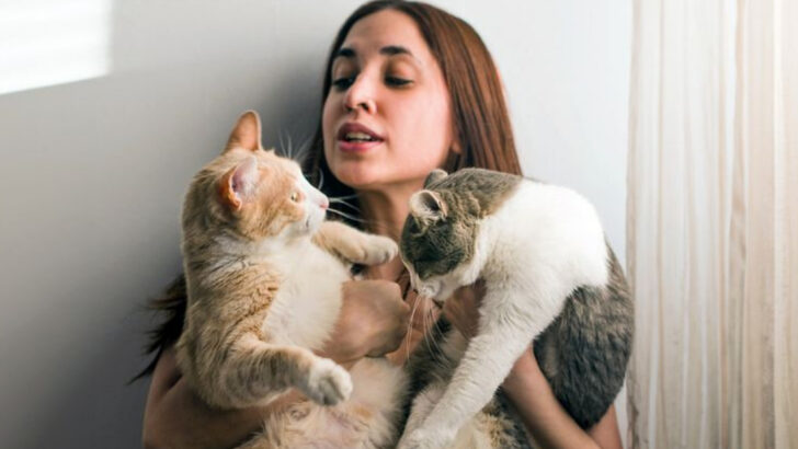 8 Signs You’re Ready for a Second Cat (Plus 6 Red Flags to Wait)