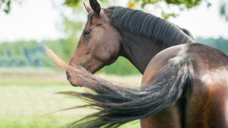 8 Warning Signs Your Horse Is Trying to Tell You Something Important (And 8 Ways to Respond)