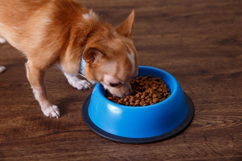 8. Animal Digest