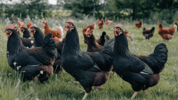 Which Chicken Breeds Thrive in Country Settings? 15 Hardy Varieties Perfect for Free-Range Life