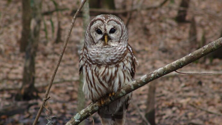 9 Animals That Age Gracefully—And Seem Wiser Than Us All