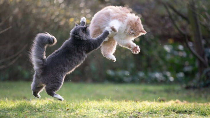 9 Cat Breeds That Are Natural Clowns (And 9 That Take Themselves Very Seriously)
